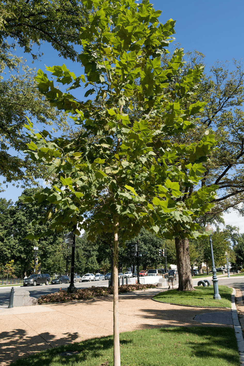 Emmett Till Tree